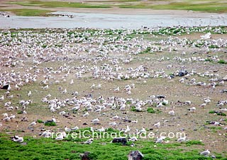 Bird Island, Qinghai Lake 